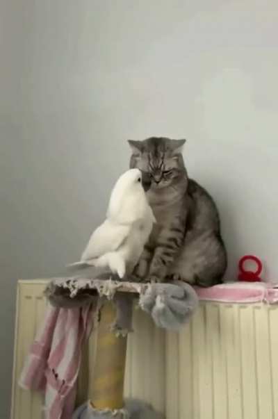 You are so fluffy would you like to be my friend?