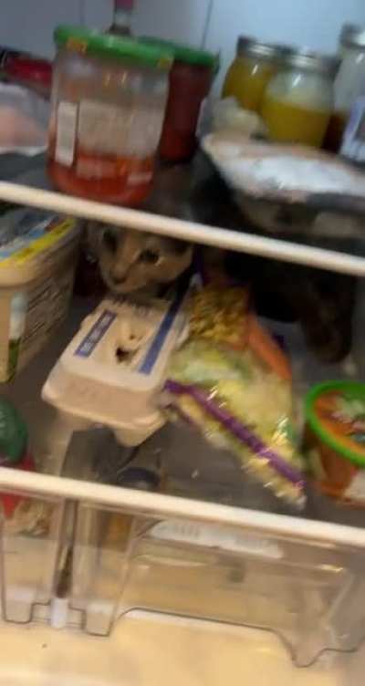 What should I make for dinner