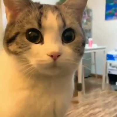 beedop meebo