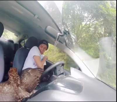 eagle crashes through car window