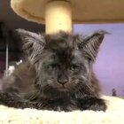 Cat looks human