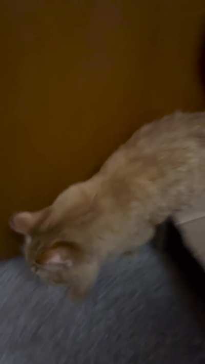 Trilling? (New to kitties)