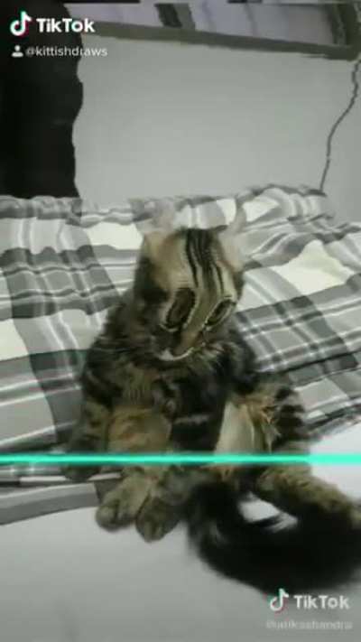 I could watch pet panorama shenanigans all day