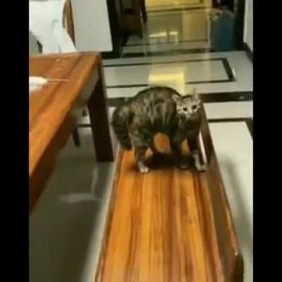 Cat is ready for battle!