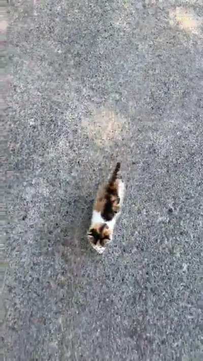 Cute cat can climb