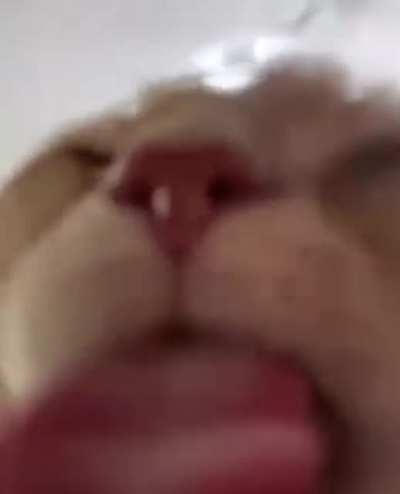 hte catt is drinkgi the wyrter