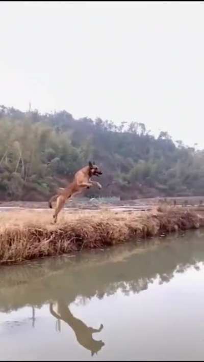 This is incredible... Belgian Malinois jumping across the entire river!!