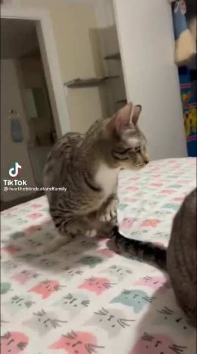 Catasaurus Rex is at it again