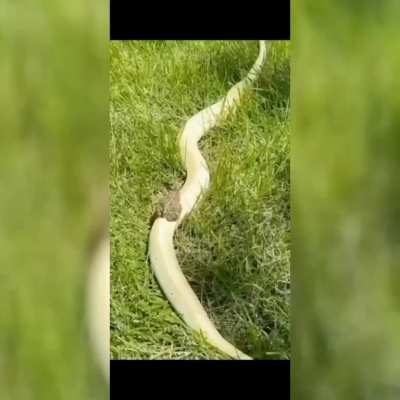 Bros on Snakeway 💀