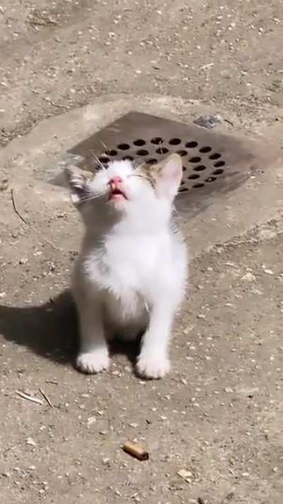 Praise The Sun