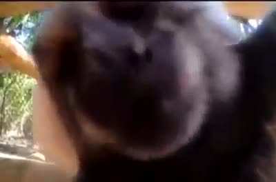 monke gives you kisses