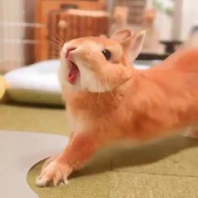 Fluffy bunny
