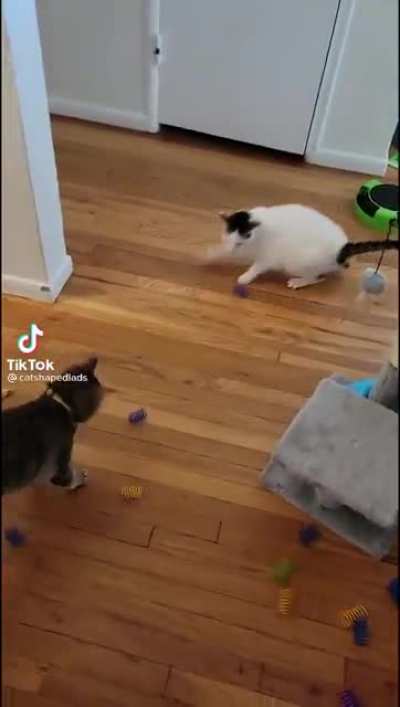 Cat uses the force