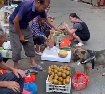 Doggo Goes Shopping