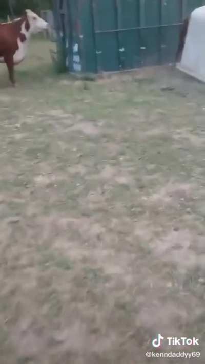 New Bull
