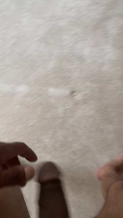 Not quite a horse, but would you play with this cock?