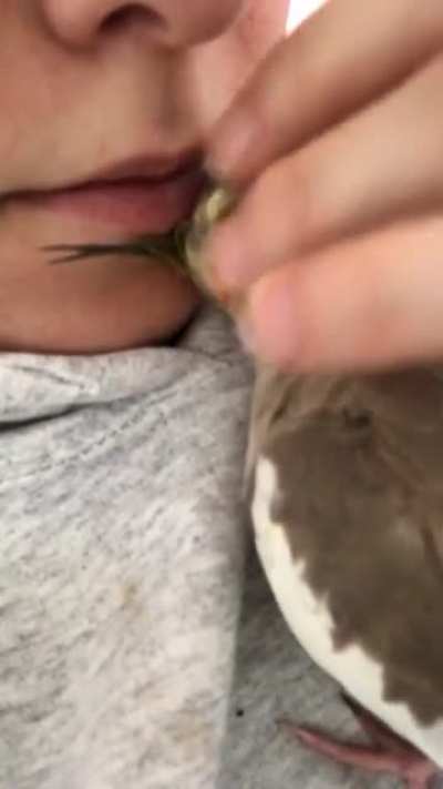 One scritch too far
