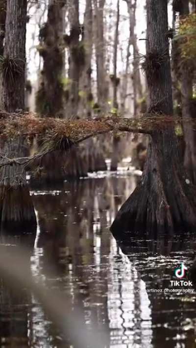Florida Everglades
