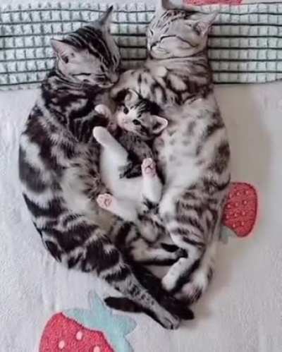 Caturday morning