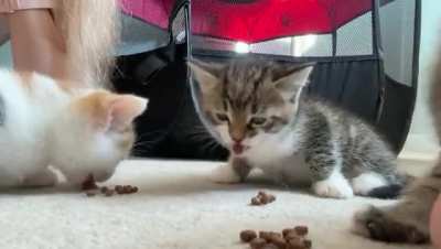 Illegallysmallcats