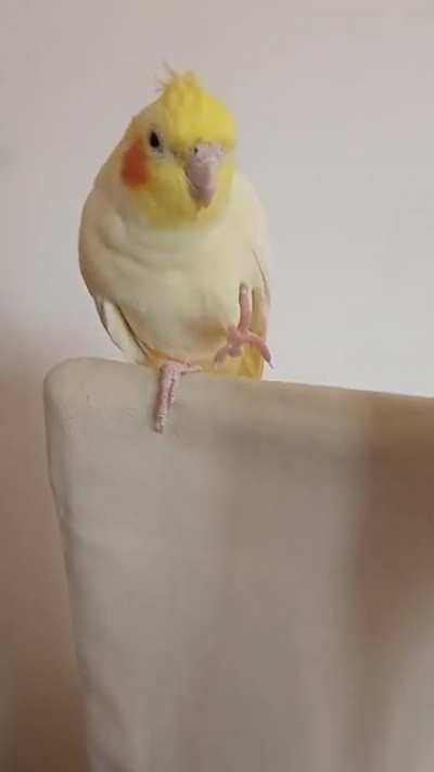 My birb wanted to say hi