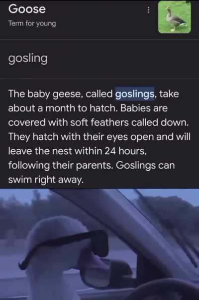 Literally driving 