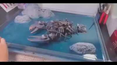 Battle lobster