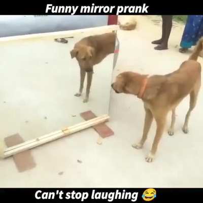 These dogs being angry at themselves.