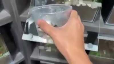 instant die for arachnophobes