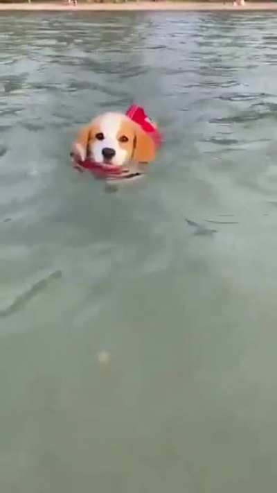This is Muffin. She hopes there’s still a spot on the Olympic team for her.