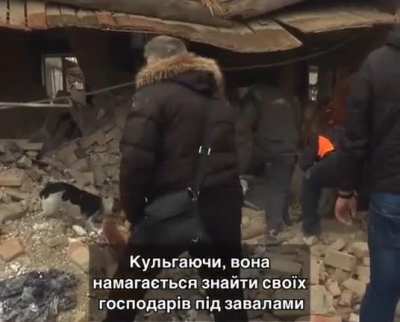 Elsa was injured by shrapnel when a Russian missile destroyed her house in Lviv and killed her humans. She looked for them under the rubble.