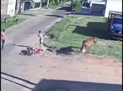 Horse and rider run over scooter and rider