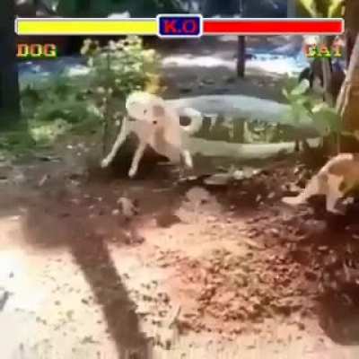 Dog vs Cat