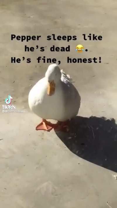 The duck is sleeping I swear