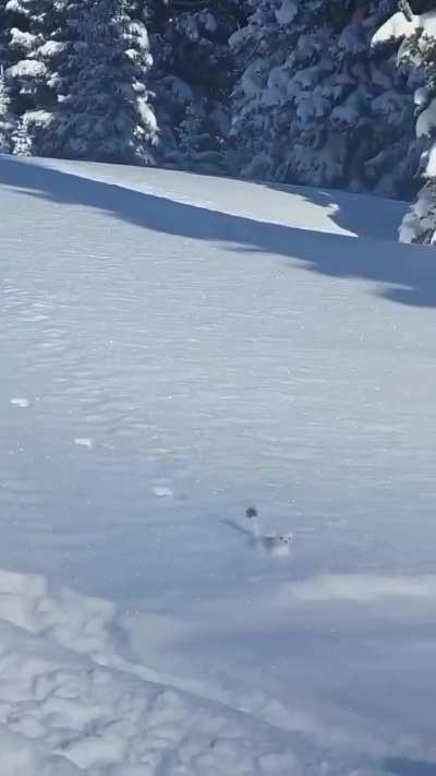 🔥Eurasian Ermine Stotting in Snow.