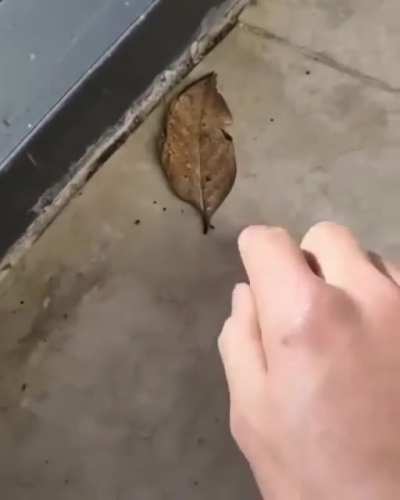 🔥 Orange Oakleaf Butterfly camouflaged as a dry leaf.