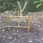 Catching a fish with a stone