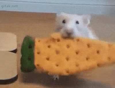 There he goes
