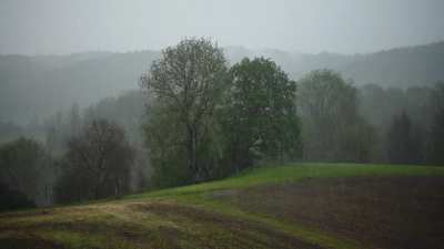 rain with a forest background , I added a soothing melody to make it a relaxing rain vibe