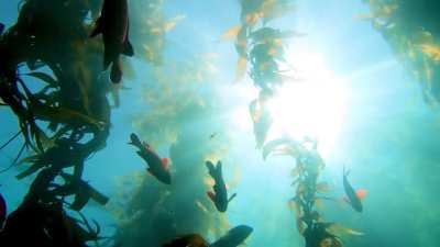 Laguna Beach Sunset from below the kelp