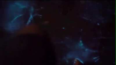 🔥 bioluminescent algae 🔥