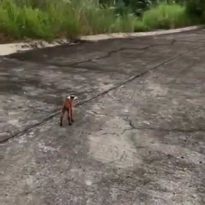 Awwwww