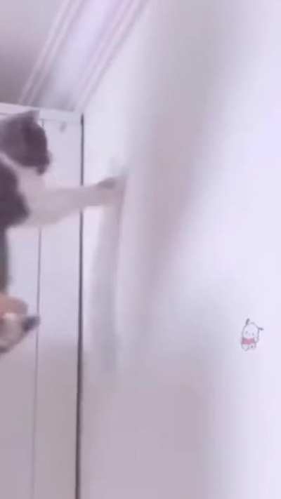 Utilidades para gatos.