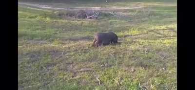 This pig eat too much corn mash.