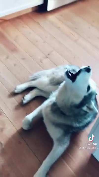 Screamin’ husky