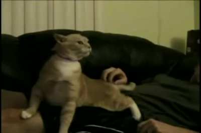 Cat sings like Eduard Khil (Mr. Trololo)