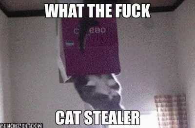 Cat go burr