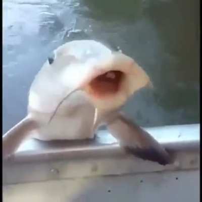 *Sopapo*