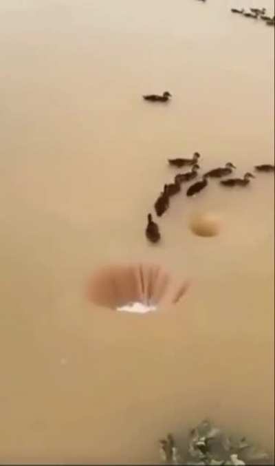 Ducks swimming through water