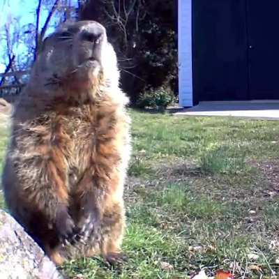 Groundhog just remember something embarrassing from years ago